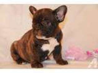 French Bulldog Puppy for sale in ROCKVILLE, MD, USA