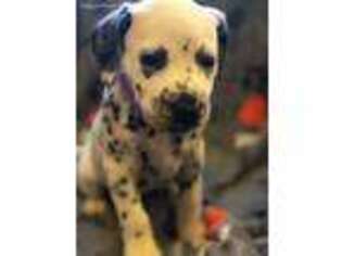Dalmatian Puppy for sale in West Alexander, PA, USA
