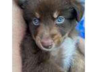 Australian Shepherd Puppy for sale in Morrow, OH, USA