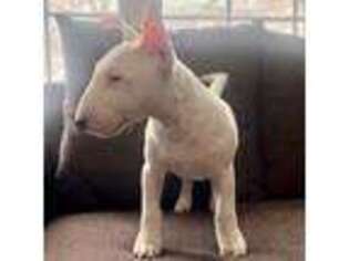 Bull Terrier Puppy for sale in Denver, CO, USA