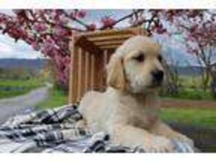 Mutt Puppy for sale in Spring Run, PA, USA