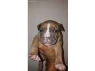American Staffordshire Terrier Puppy for sale in Springfield, MA, USA
