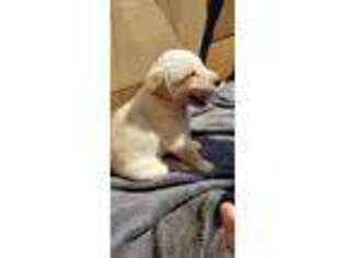Labrador Retriever Puppy for sale in Old Bridge, NJ, USA