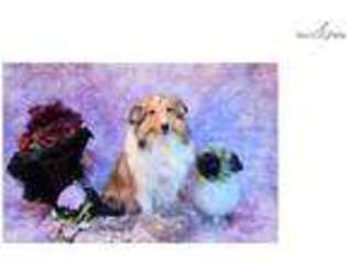 Shetland Sheepdog Puppy for sale in Palm Springs, CA, USA