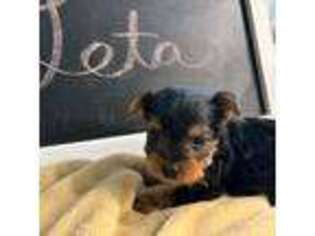 Yorkshire Terrier Puppy for sale in Jefferson, TX, USA