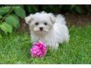 Maltese Puppy for sale in Mifflinburg, PA, USA