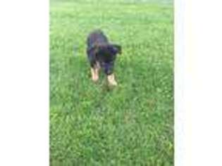 German Shepherd Dog Puppy for sale in Thorp, WI, USA
