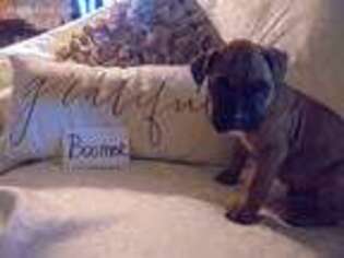 Boxer Puppy for sale in Brownwood, TX, USA