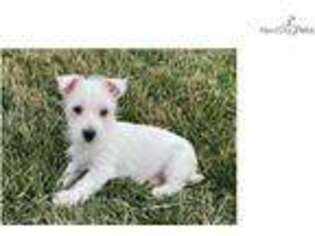 West Highland White Terrier Puppy for sale in South Bend, IN, USA