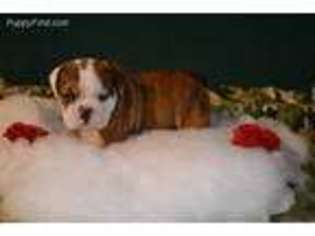 Bulldog Puppy for sale in Niangua, MO, USA