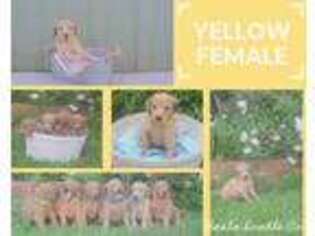 Goldendoodle Puppy for sale in Enid, OK, USA