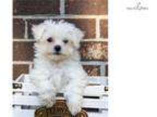 Bichon Frise Puppy for sale in Youngstown, OH, USA