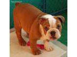 Bulldog Puppy for sale in Clio, MI, USA