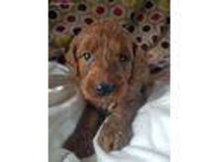Goldendoodle Puppy for sale in Ithaca, NY, USA