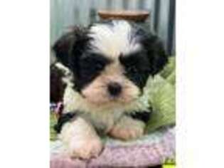 Mutt Puppy for sale in Lansing, IA, USA