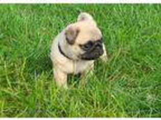 Pug Puppy for sale in Free Union, VA, USA