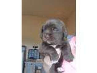 Newfoundland Puppy for sale in Milton, FL, USA