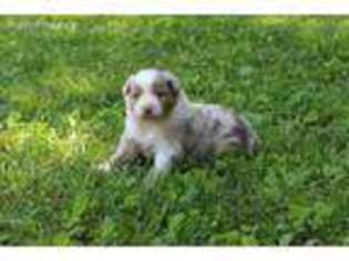 Australian Shepherd Puppy for sale in Caulfield, MO, USA