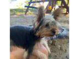 Yorkshire Terrier Puppy for sale in Wendell, NC, USA