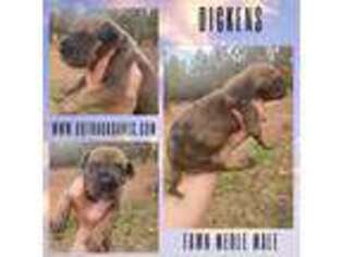 Great Dane Puppy for sale in Loris, SC, USA