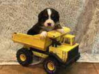Bernese Mountain Dog Puppy for sale in Alum Bank, PA, USA