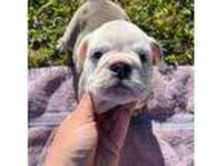 Bulldog Puppy for sale in Lake City, FL, USA