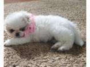 Pekingese Puppy for sale in Newnan, GA, USA