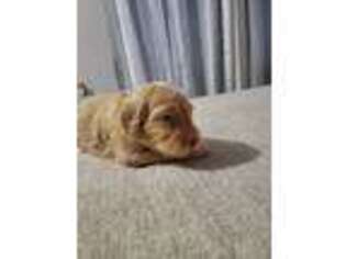 Goldendoodle Puppy for sale in Riverview, FL, USA