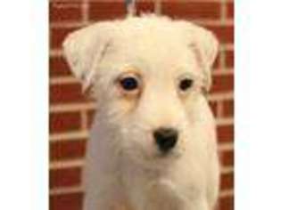 Mutt Puppy for sale in Moss, TN, USA
