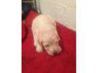 Labradoodle Puppy for sale in Rutledge, TN, USA