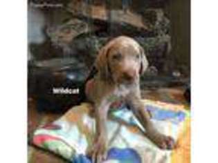 Weimaraner Puppy for sale in Rockfield, KY, USA