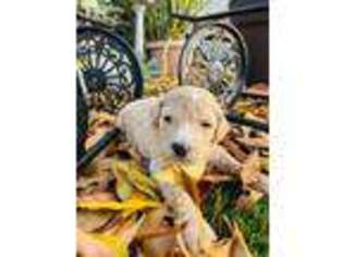 Labradoodle Puppy for sale in Spring Valley, CA, USA