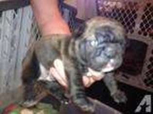 Mutt Puppy for sale in WEBB CITY, MO, USA