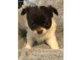 Chihuahua Puppy for sale in Opelousas, LA, USA