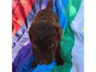 Labradoodle Puppy for sale in Broken Arrow, OK, USA