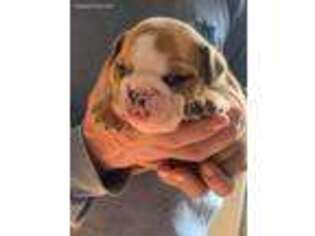 Bulldog Puppy for sale in Uxbridge, MA, USA