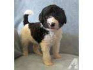 Labradoodle Puppy for sale in CYNTHIANA, KY, USA