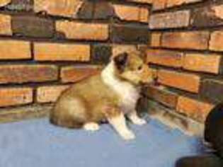Collie Puppy for sale in Greenfield, MA, USA