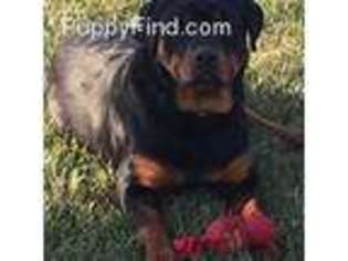 Rottweiler Puppy for sale in Milan, IN, USA