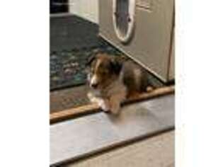Shetland Sheepdog Puppy for sale in Manhattan, MT, USA