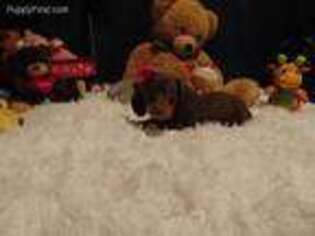 Dachshund Puppy for sale in Jefferson City, MO, USA