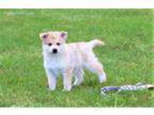 Mutt Puppy for sale in Sumner, MI, USA