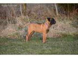 Bullmastiff Puppy for sale in Perryville, MO, USA
