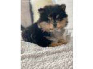 Pomeranian Puppy for sale in Itasca, IL, USA
