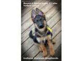 German Shepherd Dog Puppy for sale in Chrisney, IN, USA