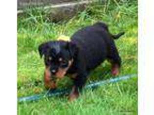 Rottweiler Puppy for sale in Longview, WA, USA