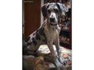 Great Dane Puppy for sale in Chattanooga, TN, USA