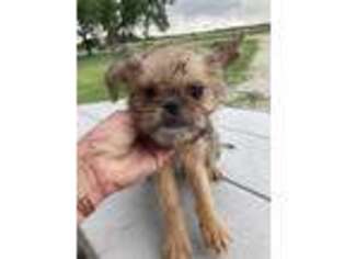 Brussels Griffon Puppy for sale in Sylvia, KS, USA
