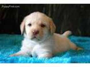 Labrador Retriever Puppy for sale in Shady Dale, GA, USA