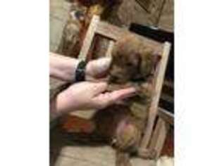 Goldendoodle Puppy for sale in Eutaw, AL, USA